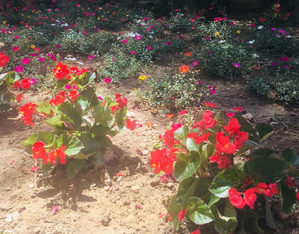 לינה וארוחת בוקר Porto SantʼElpidio La Casa Di Nonno Giulio מראה חיצוני תמונה