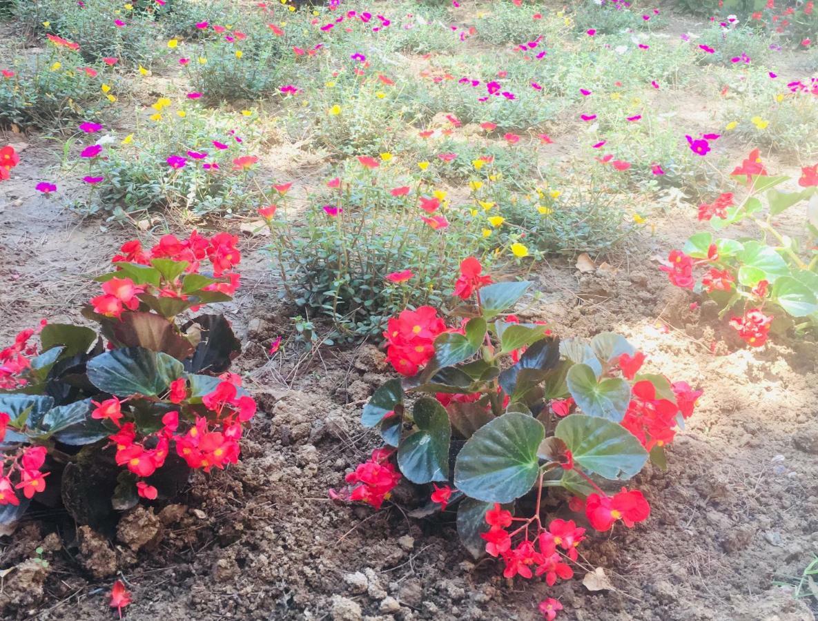 לינה וארוחת בוקר Porto SantʼElpidio La Casa Di Nonno Giulio מראה חיצוני תמונה